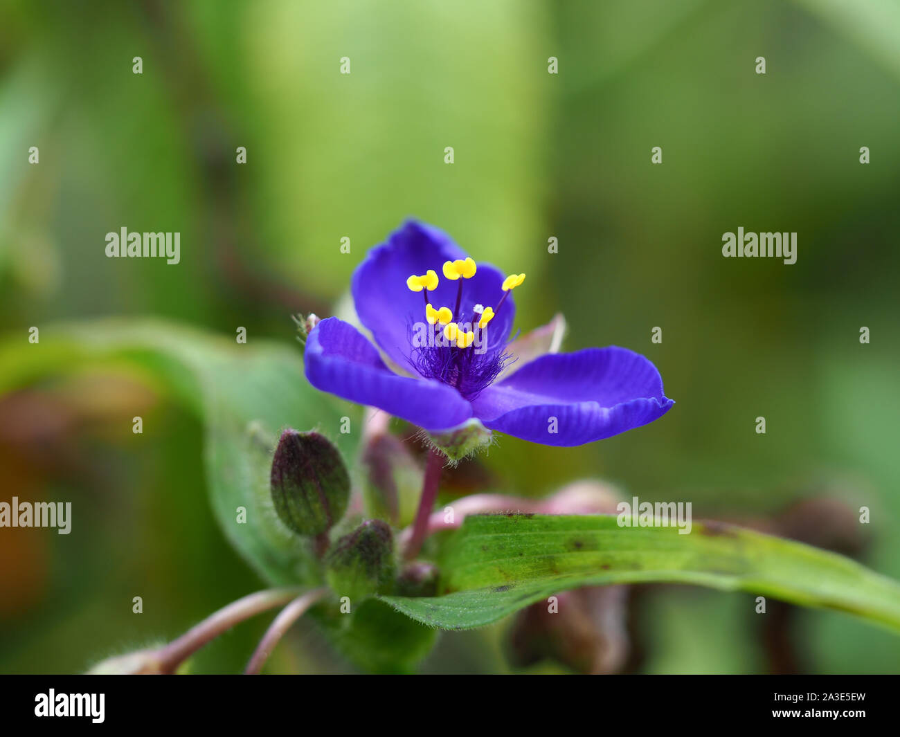 Primo piano di un bel blu dayflower (Commelina) con luminoso antere gialle Foto Stock