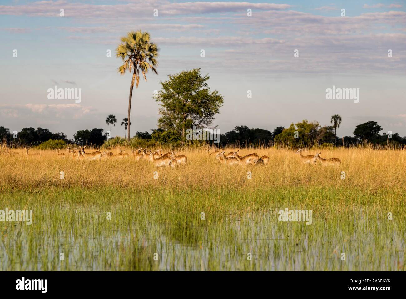 Impala (Aepyceros melampus), allevamento corre attraverso l'erba alta nella zona di palude, Okavango Delta, Botswana Foto Stock