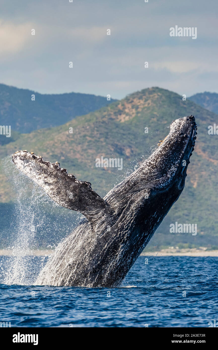 Humpback Whale, Megaptera novaeangliae, adulto, in caso di violazione, Cabo Pulmo, Baja California Sur, Messico, Golfo di California, Mare di Cortez, Oceano Pacifico Foto Stock