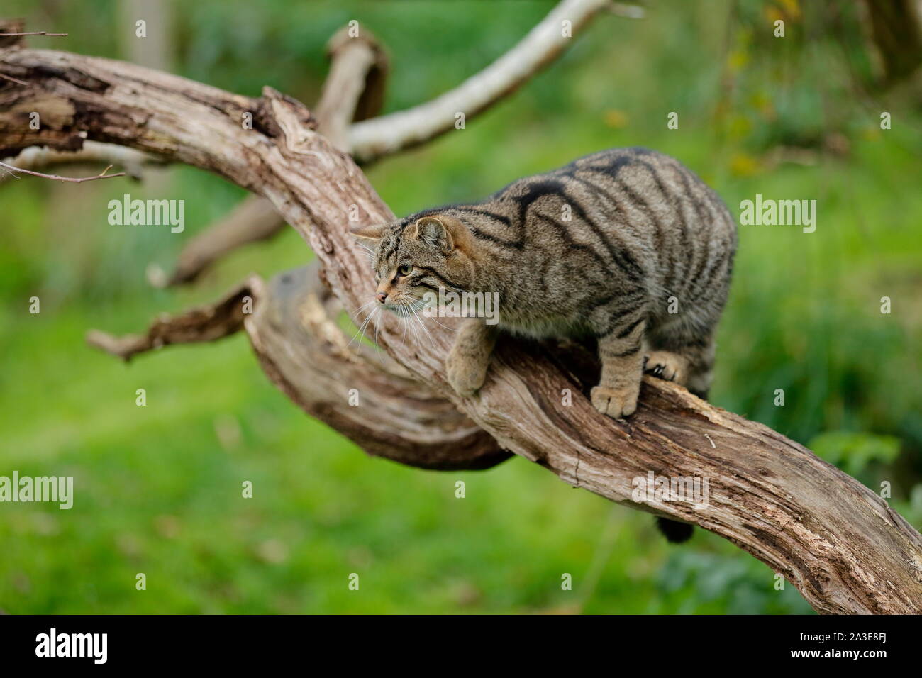 La Scottish wildcat è un gatto selvatico europeo popolazione in Scozia. Foto Stock