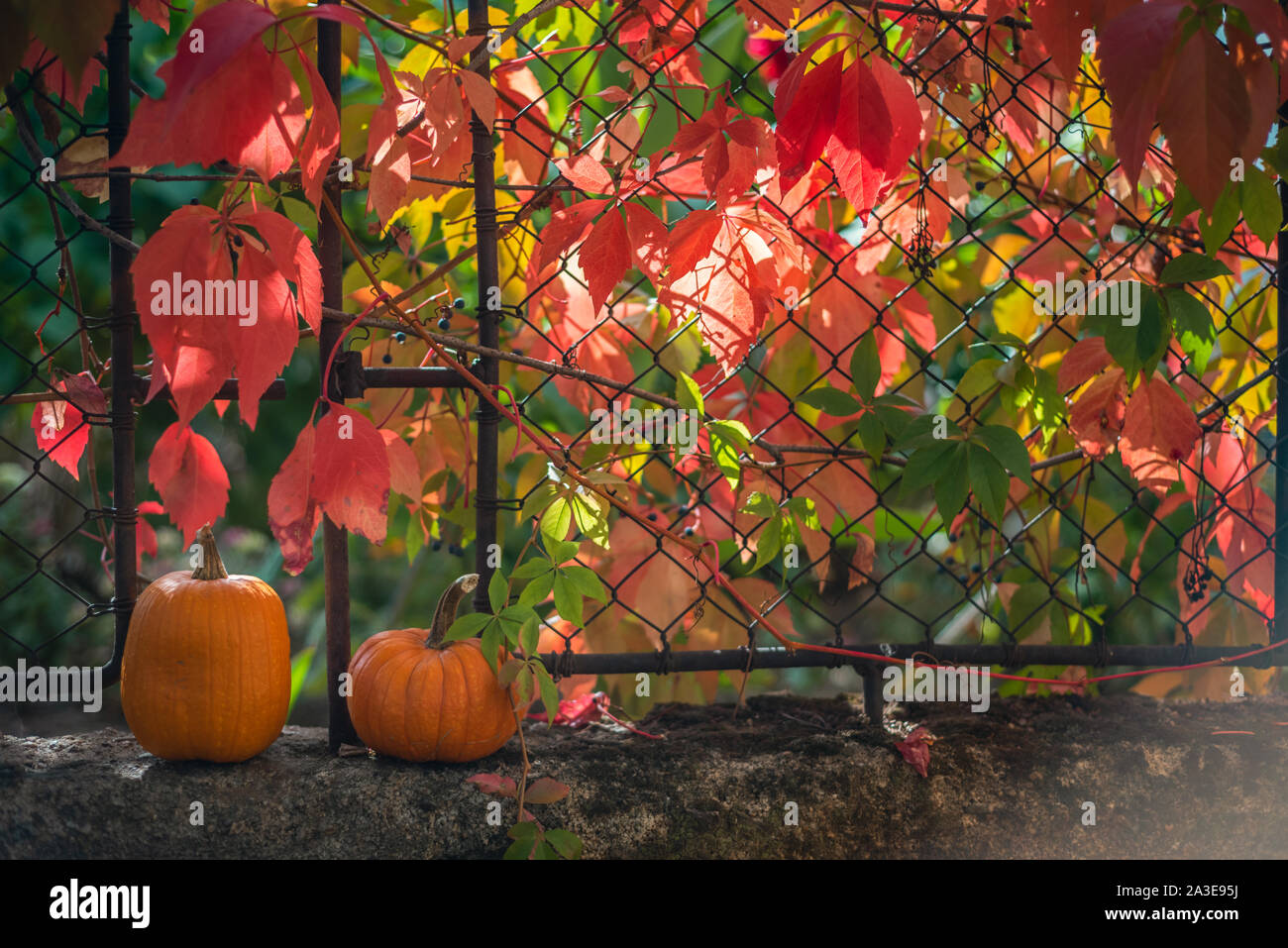 Zucche e foglie rosse accanto a una recinzione Foto Stock