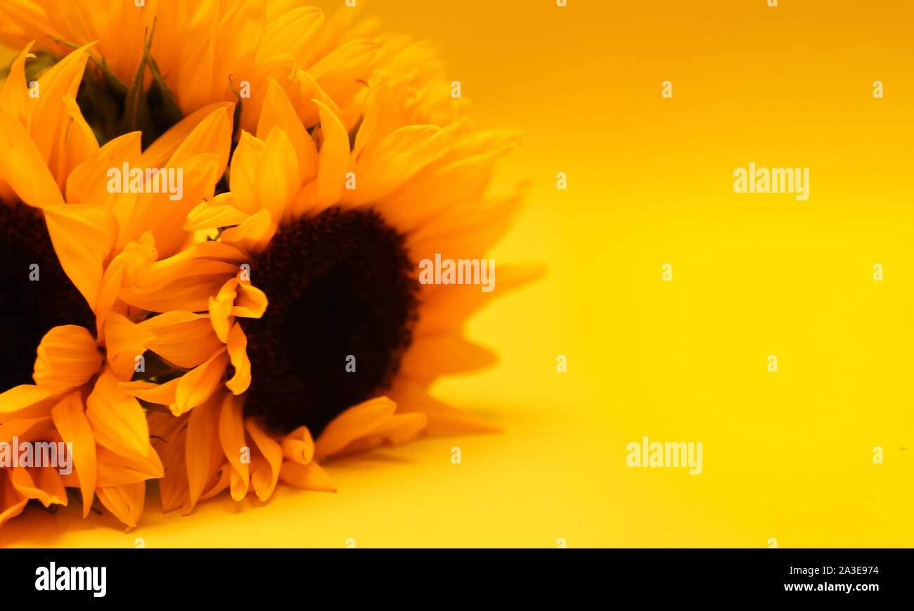 Girasole giallo su sfondo giallo. Petali di girasole Foto Stock