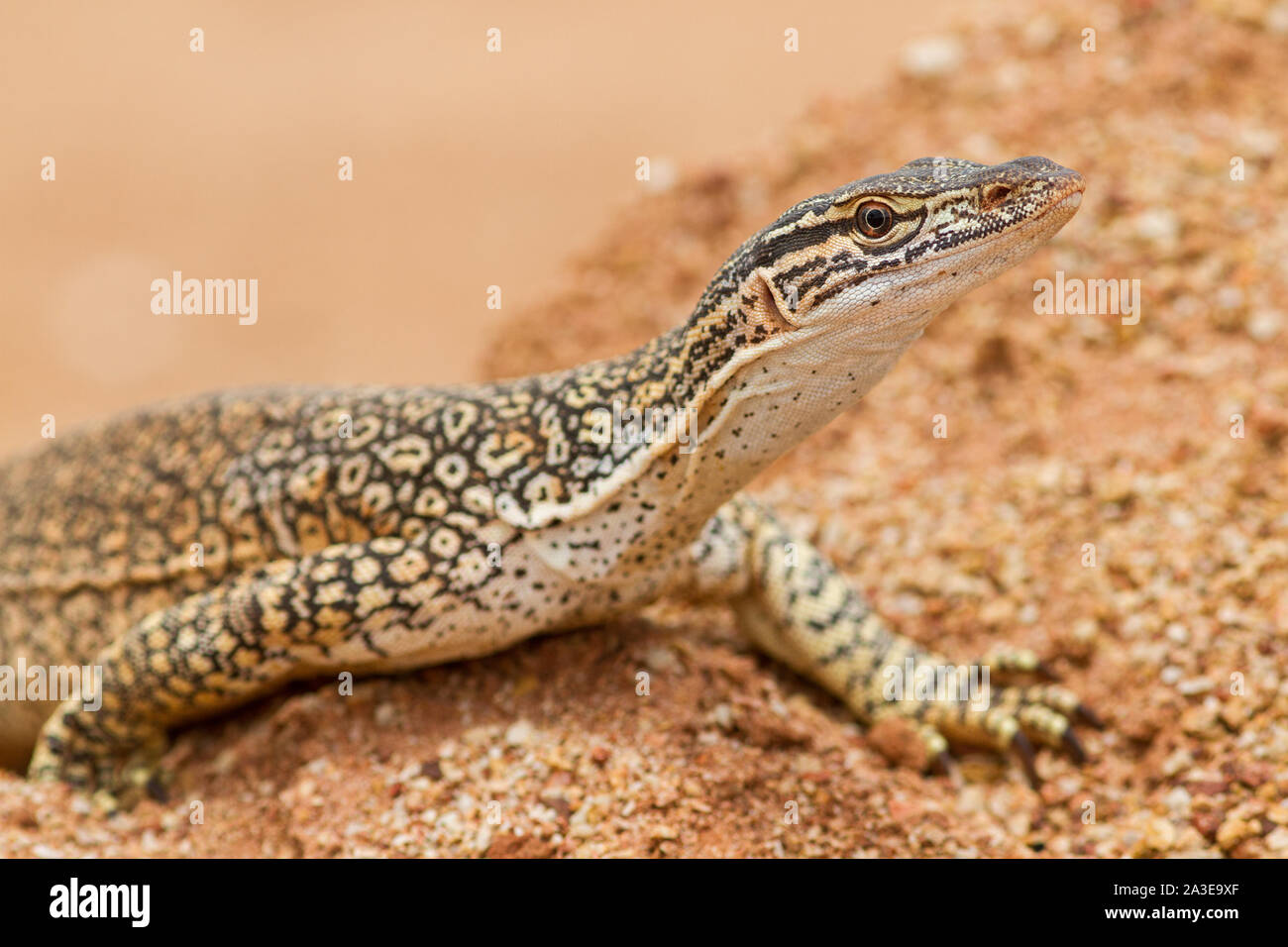 Goanna sabbia Foto Stock