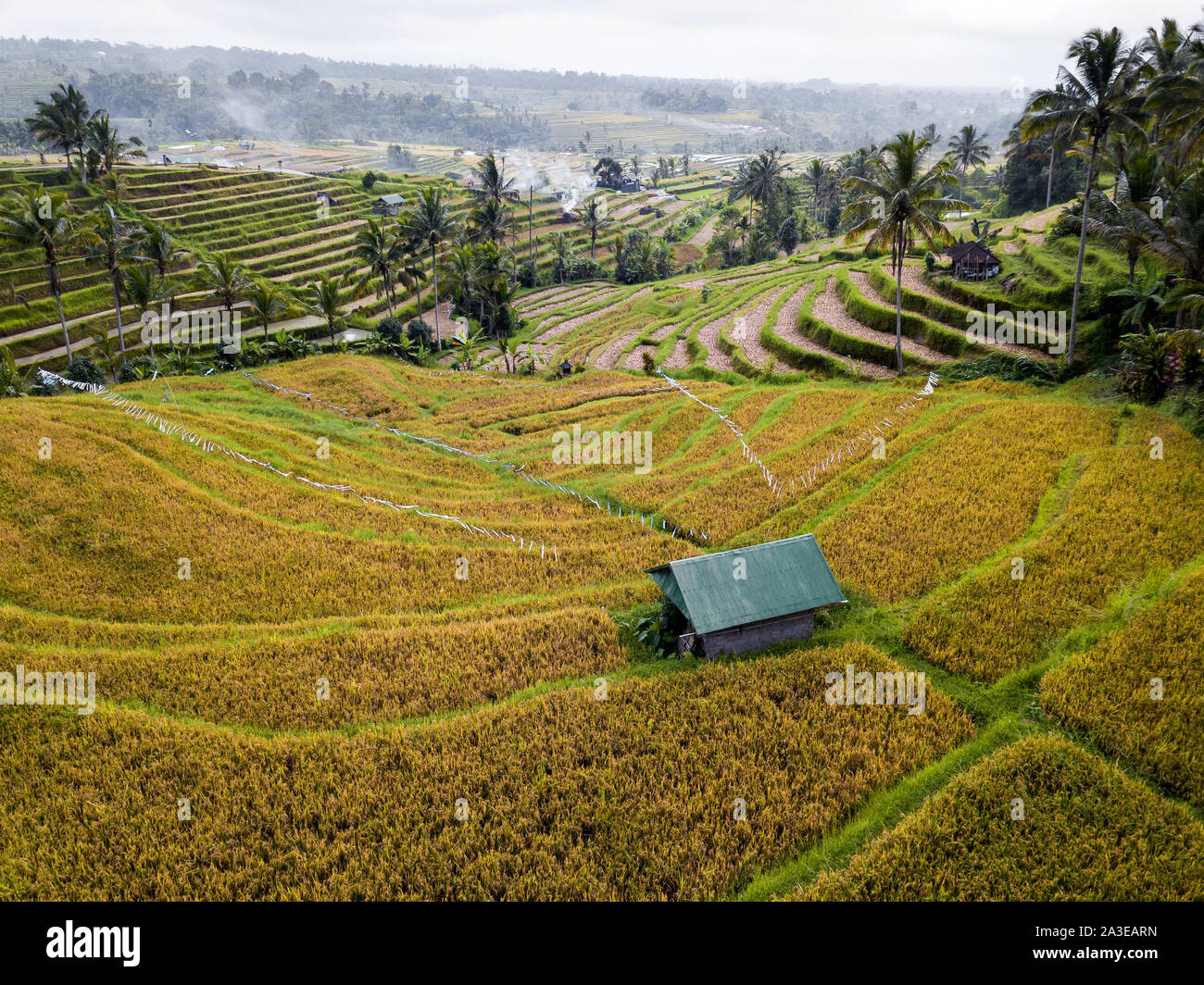 Vista aerea di terrazze di riso a Bali, in Indonesia Foto Stock