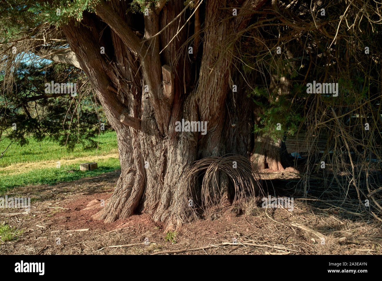 Cherry frutteti in primavera fuori del Wandin Est, Melbourne, Australia Foto Stock