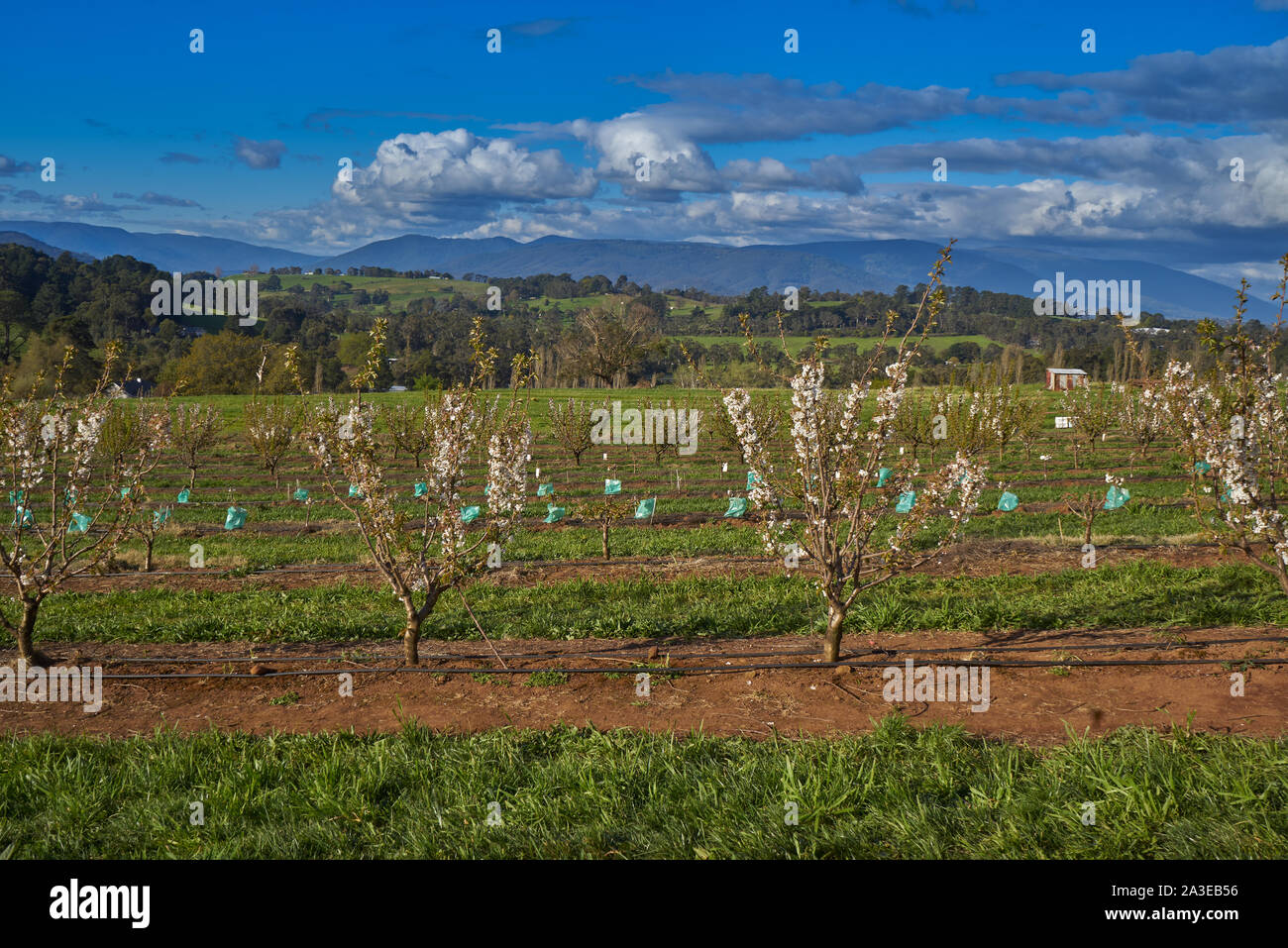 Cherry frutteti in primavera fuori del Wandin Est, Melbourne, Australia Foto Stock