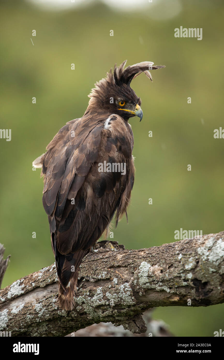 Africa, Tanzania Ngorongoro Conservation Area, lungo- Crested Eagle (Lophaetus occipitalis) sorge arroccato su albero morto ramo su pianure Ndutu Foto Stock