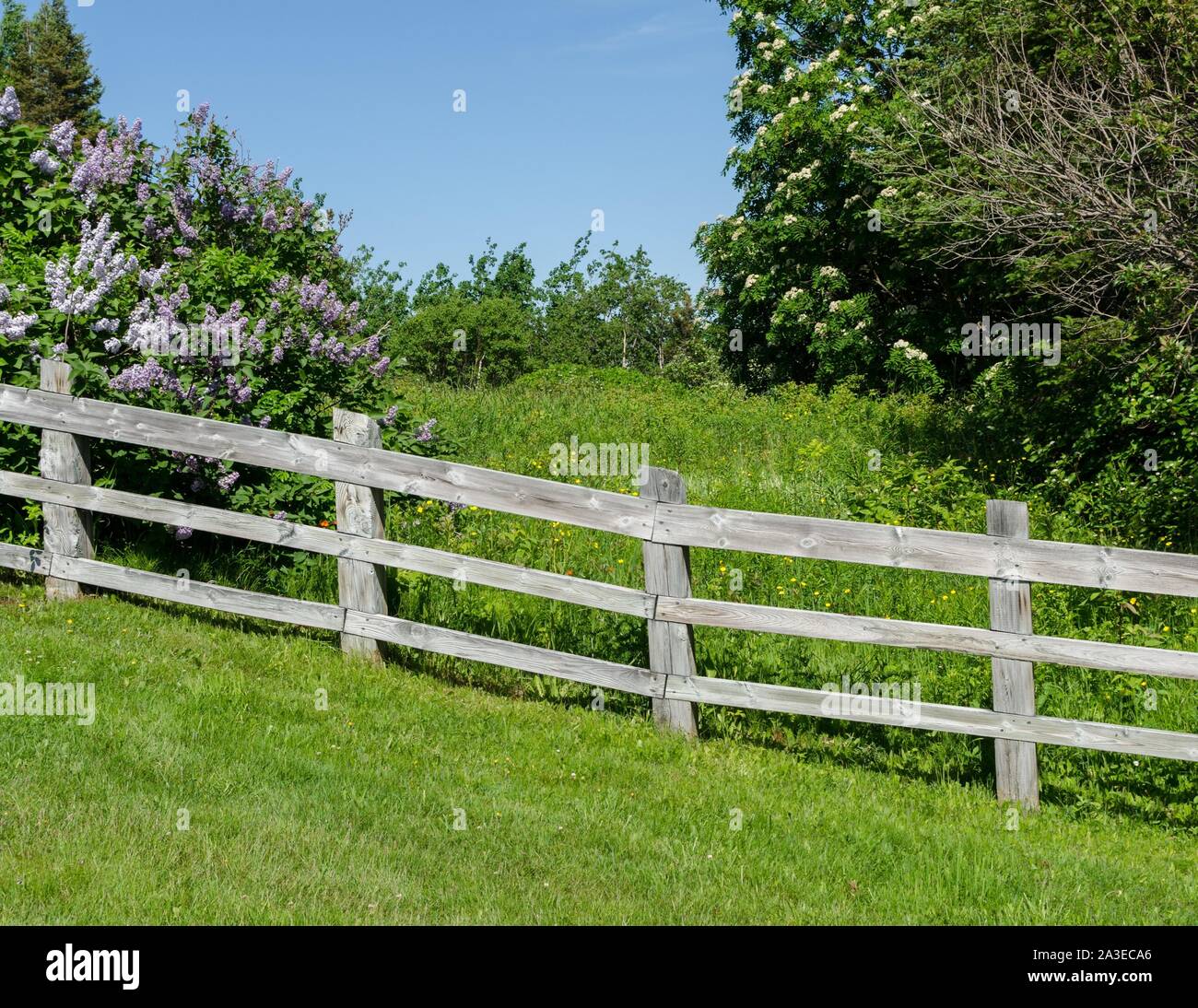 Una rustica staccionata in legno separa l'erba rasata dai fiori selvaggi vicino a Cap de Bon Desir, Quebec, Canada. Foto Stock