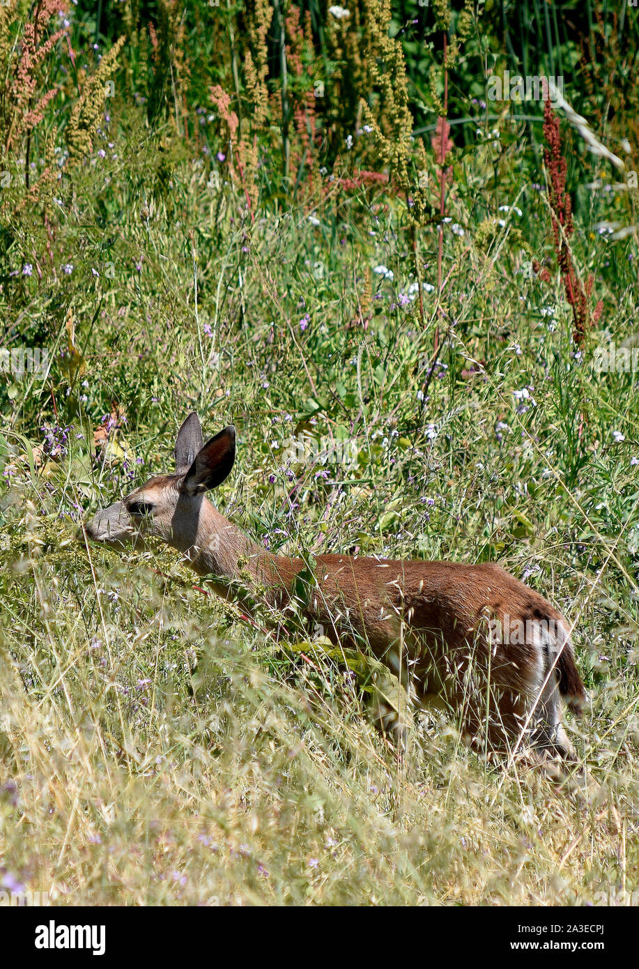 Mule Deer, Odocoileus hemionus columbianus. Alameda Creek, Union City, California Foto Stock