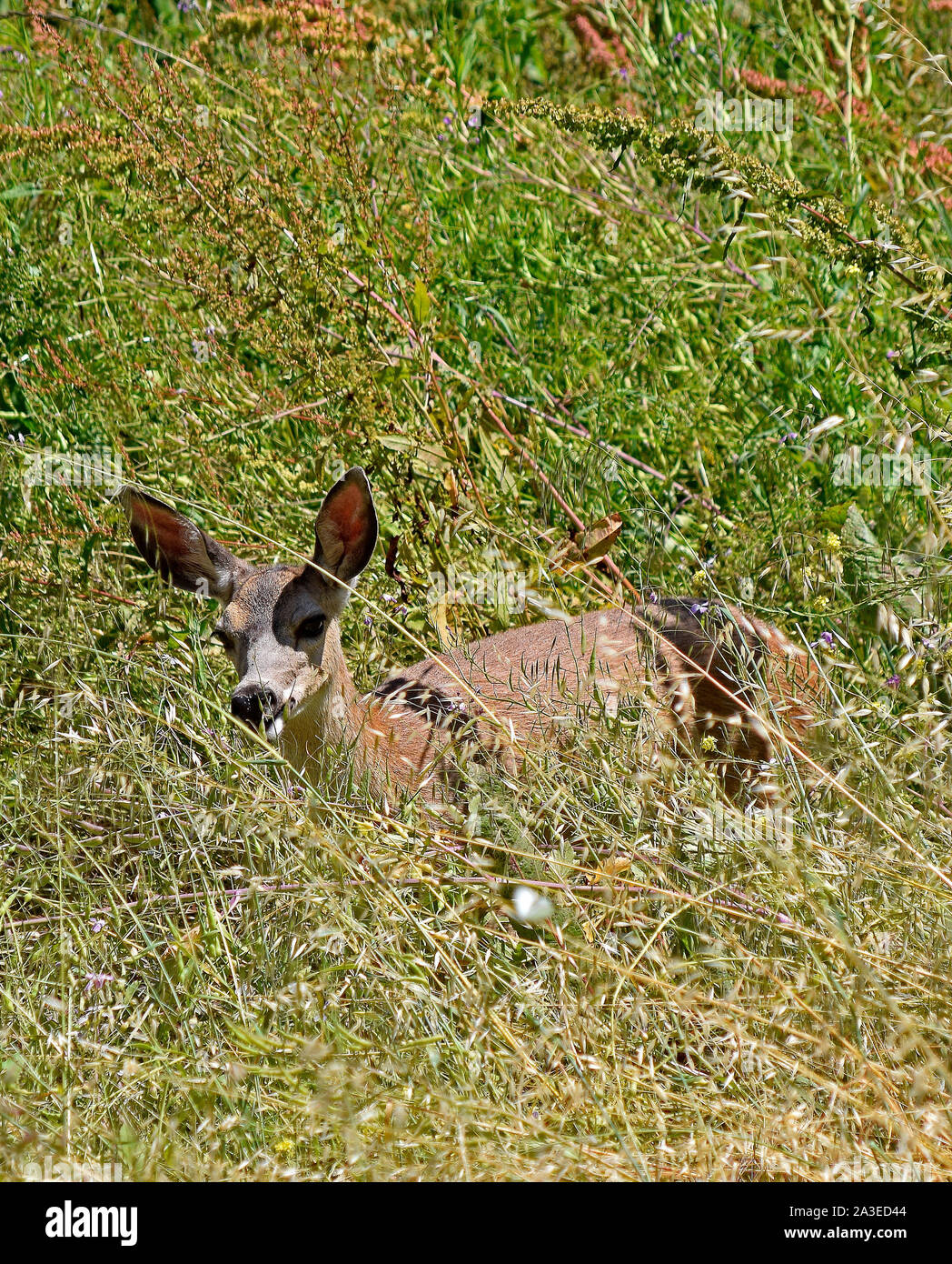 Mule Deer, Odocoileus hemionus columbianus. Alameda Creek, Union City, California Foto Stock
