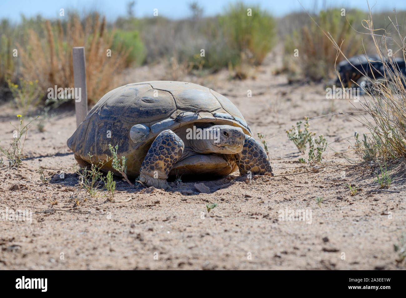 Bolson tartaruga, (Gopherus flavomarginatus), Turner specie in via di estinzione fondo, Nuovo Messico, Stati Uniti d'America. Foto Stock