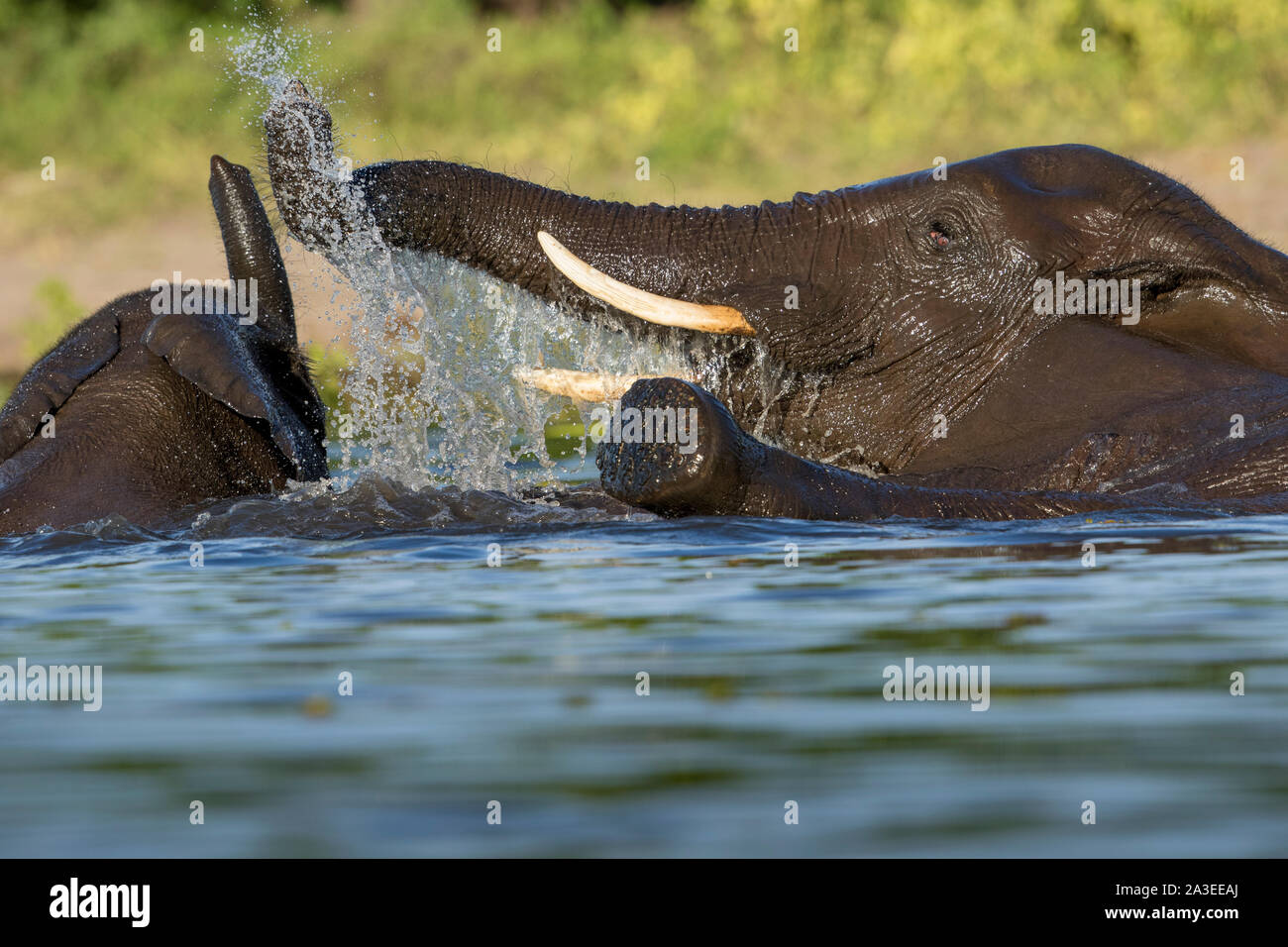Africa, Botswana Chobe National Park, l'elefante africano (Loxodonta africana) invia fino a spray di acqua dal tronco mentre giocando nel fiume Chobe al tramonto Foto Stock