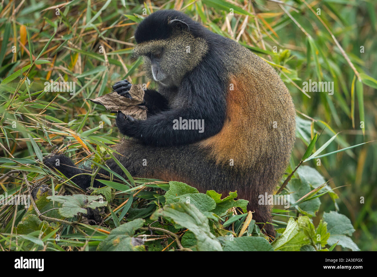 L'Africa, il Ruanda, il Parco Nazionale dei Vulcani, scimmia dorata (Cercopithecus kandti) guarda giù a foglie tenuto in mano mentre è seduto in cima al ramo di albero in rainf Foto Stock