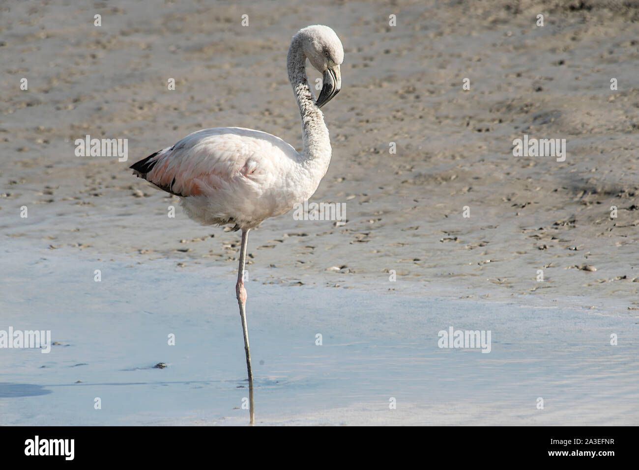 Austral flamingo pesca nel lago , in Mar Chiquita , Buenos Aires , Argentina Foto Stock