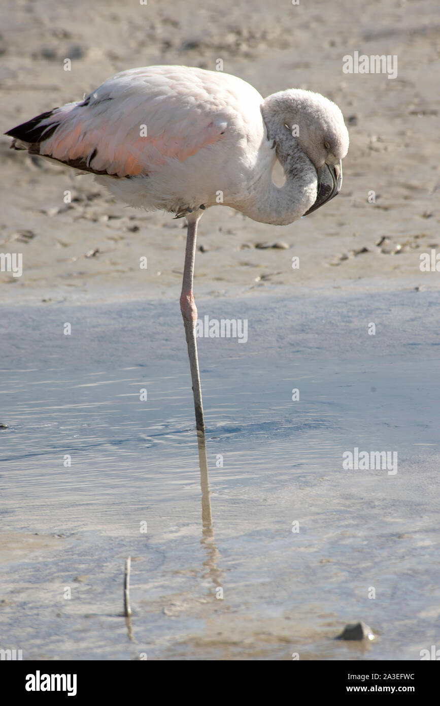 Austral flamingo la pesca nella laguna , Mar Chiquita lagoon , Buenos Aires , Argentina Foto Stock