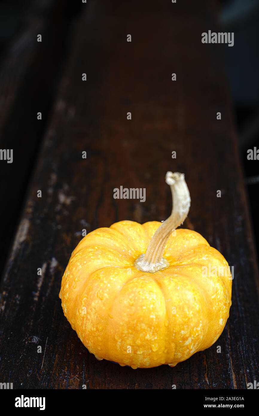 Una singola caduta giallo zucca isolate su un legno scuro banco. Foto Stock