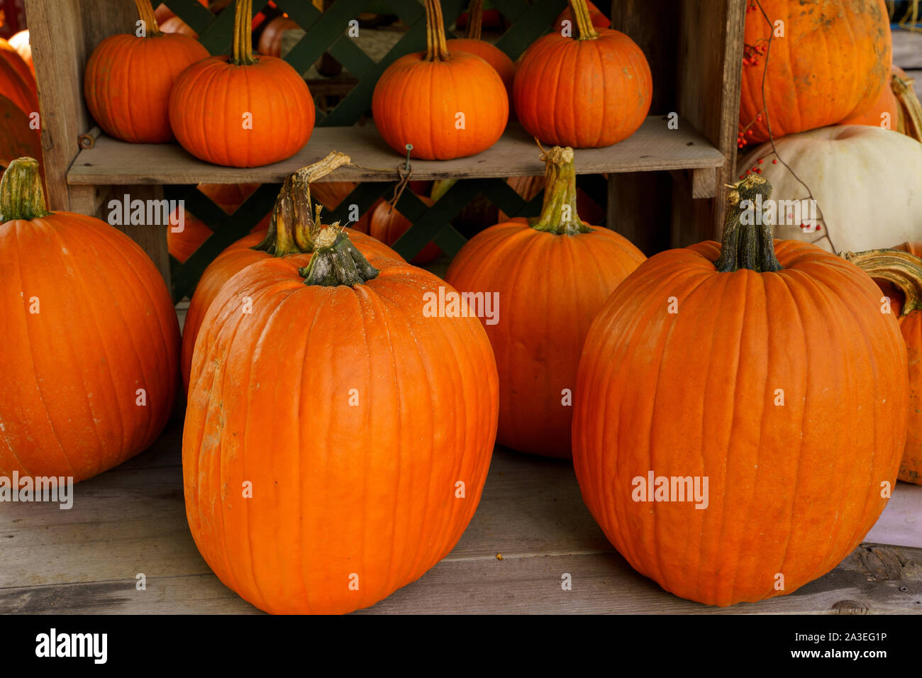 Un display di autunno di grandi e piccole zucche arancione. Foto Stock