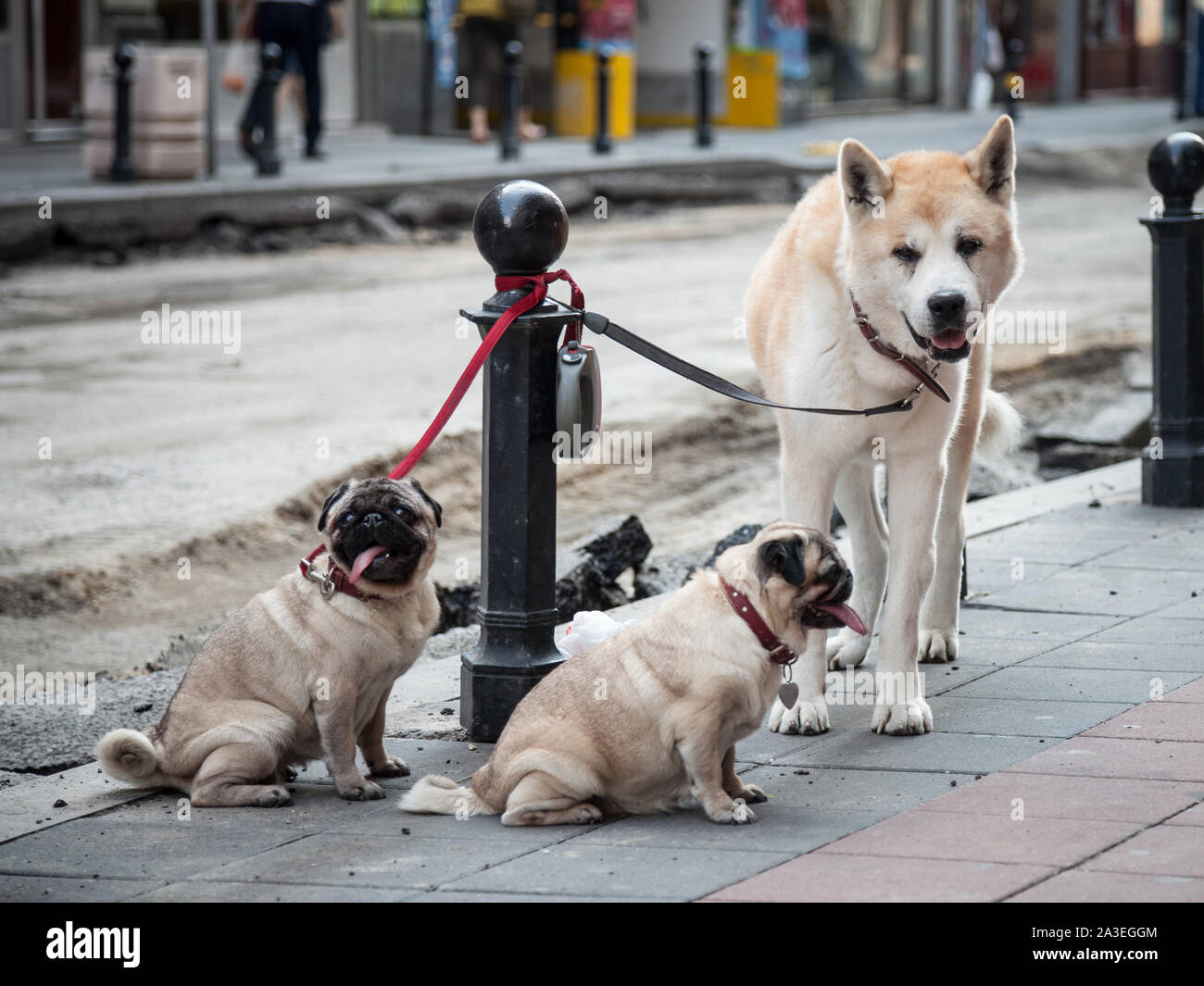 Tre cani, razze pure, un Shiba Inu, noto anche come il doge e due pugs, collare permanente in una strada. Pug e Shiba Inu sono due razze di cani attuale Foto Stock