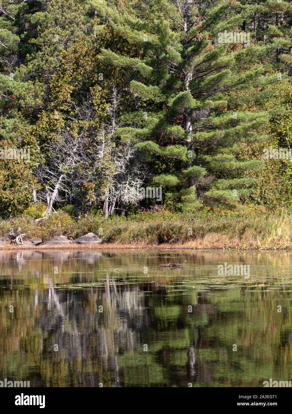 Spesso gli alberi sempreverdi riflessa in acqua vetroso con colore di autunno mostra in erbe Foto Stock