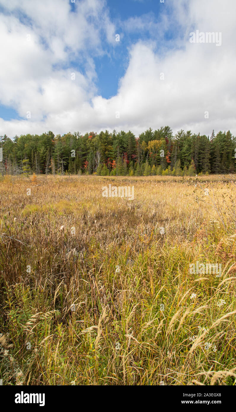 I colori autunnali della vegetazione in zone umide di Algonquin Park Ontario Canada Foto Stock