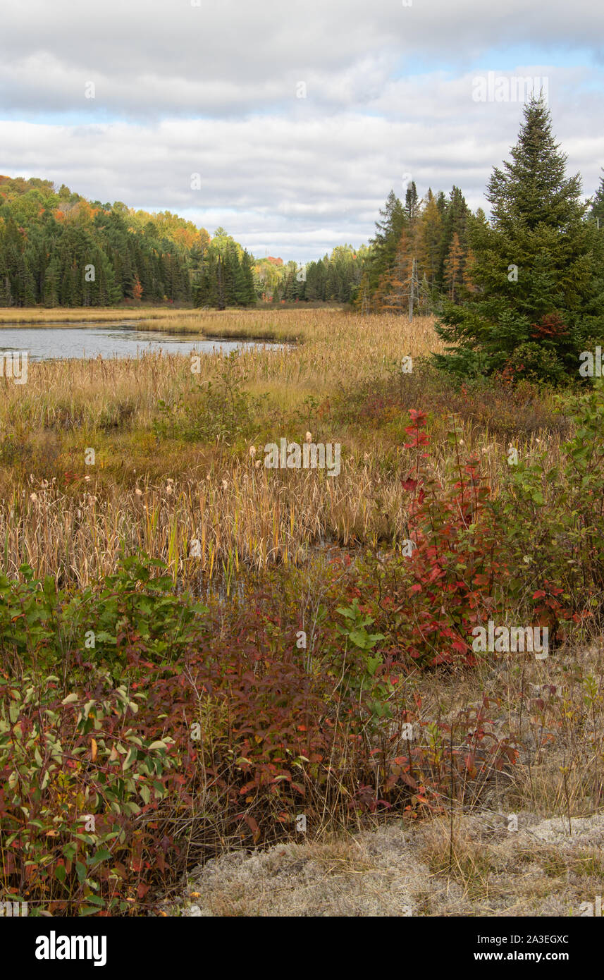 I colori autunnali della vegetazione in zone umide di Algonquin Park Ontario Canada Foto Stock