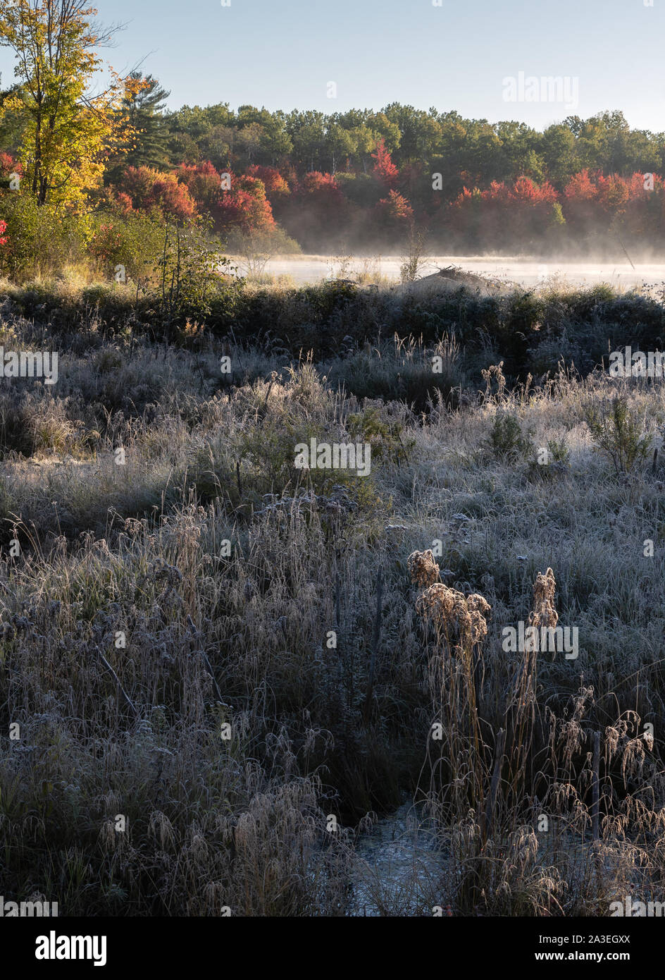 Frosty autunno mattina in Algonquin Park Ontario Foto Stock