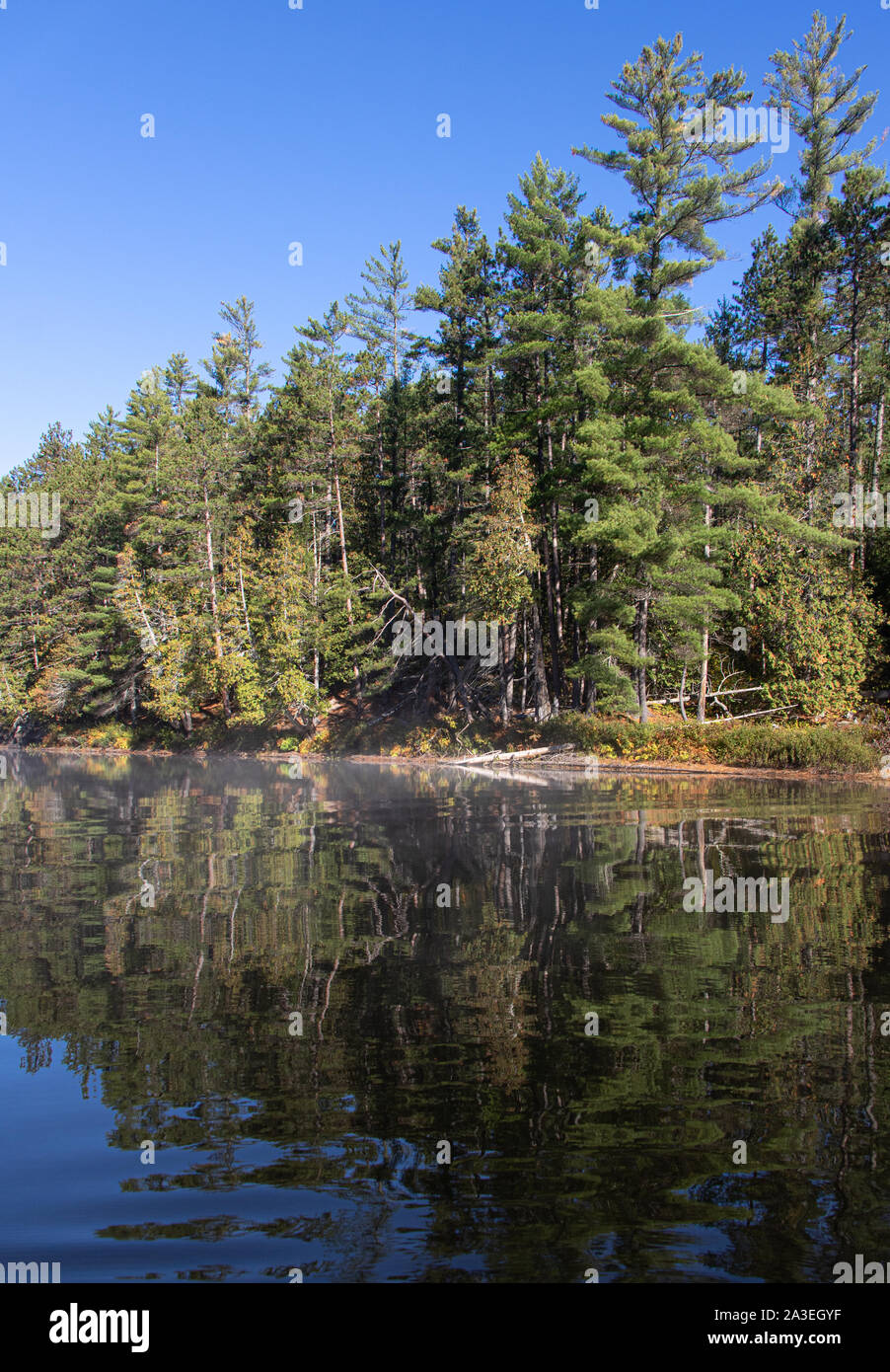 Alberi sempreverdi sulla riva del Fiume Barron riflettendo in blu e di acqua Foto Stock