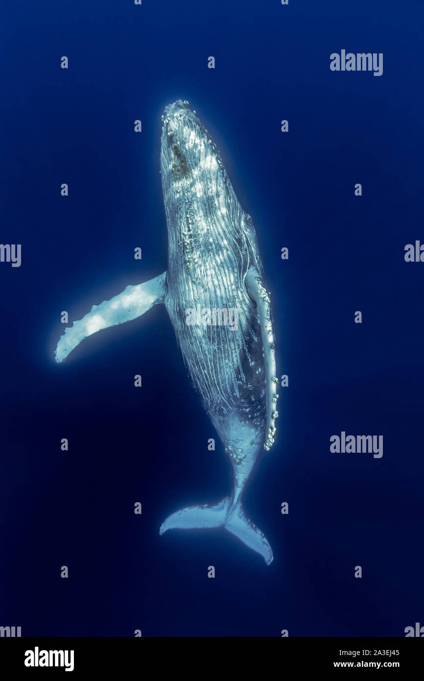 Humpback Whale, Megaptera novaeangliae, Chichi-jima, Bonin Isole Isole Ogasawara, patrimonio mondiale naturale, Tokyo, Giappone, Oceano Pacifico Foto Stock