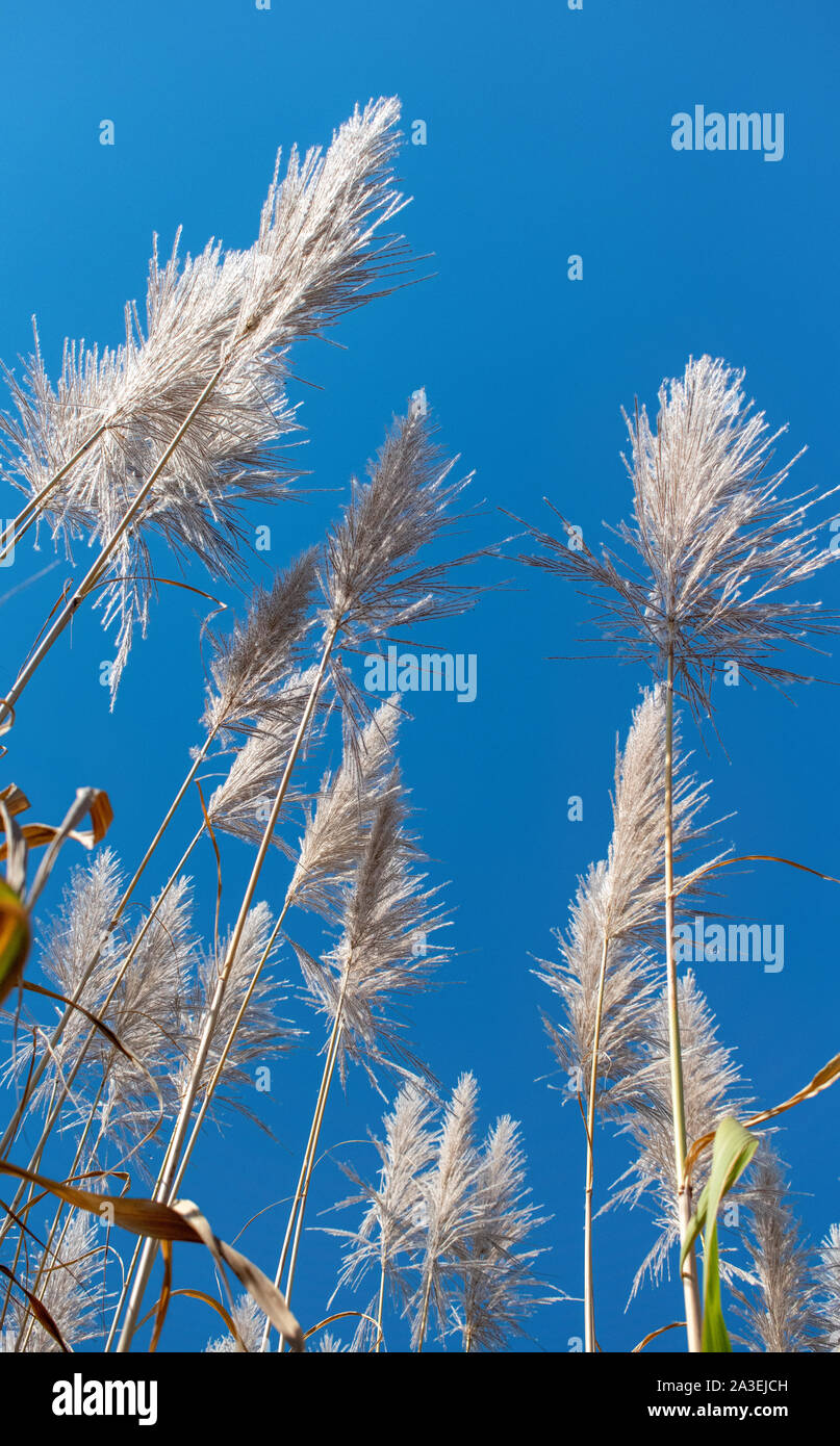 Picco isolato fiori blu intenso sullo sfondo del cielo Foto Stock