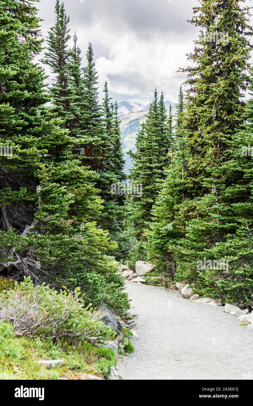Sentiero escursionistico in alta montagna con alberi verdi e cielo nuvoloso. Foto Stock