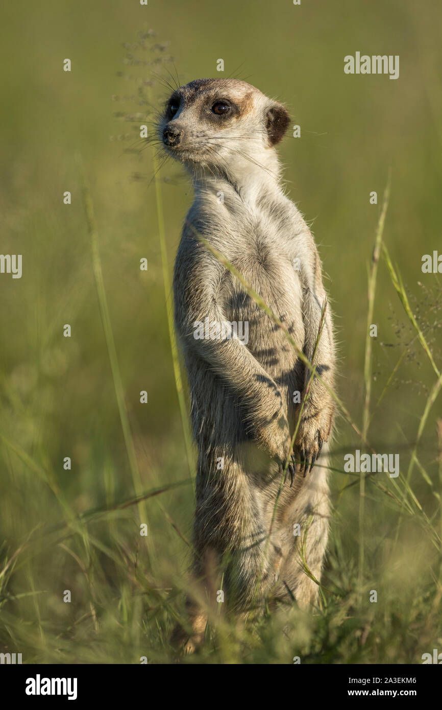 Africa, Botswana Makgadikgadi Pan National Park, Meerkat (Suricata suricatta) in piedi in erba verde dopo la stagione delle piogge nel Deserto Kalahari Foto Stock