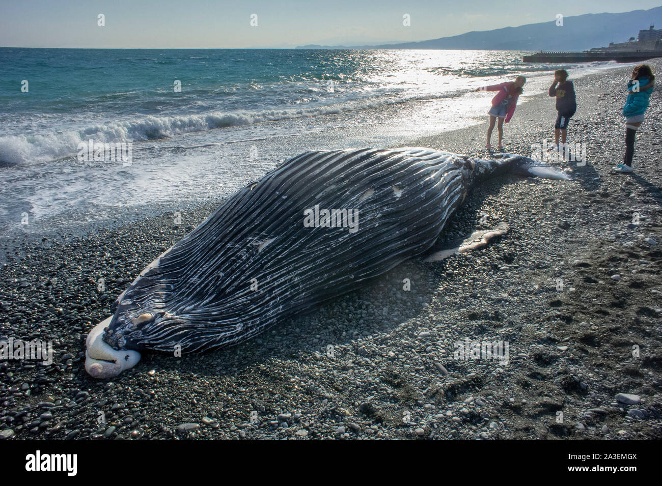 Humpback Whale, Megaptera novaeangliae, Chichi-jima, Bonin Isole Isole Ogasawara, patrimonio mondiale naturale, Tokyo, Giappone, Oceano Pacifico Foto Stock