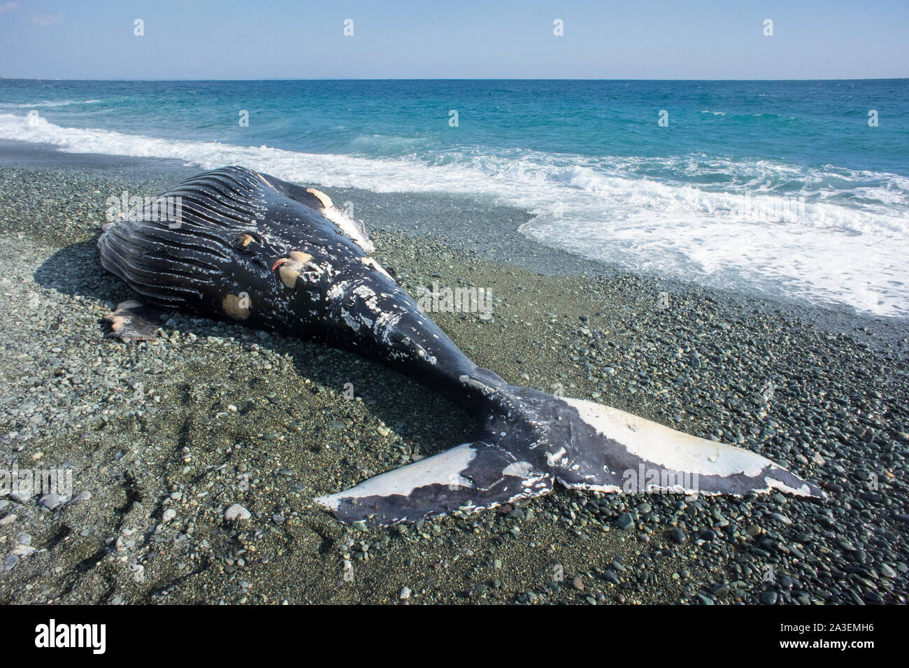 Humpback Whale, Megaptera novaeangliae, Chichi-jima, Bonin Isole Isole Ogasawara, patrimonio mondiale naturale, Tokyo, Giappone, Oceano Pacifico Foto Stock