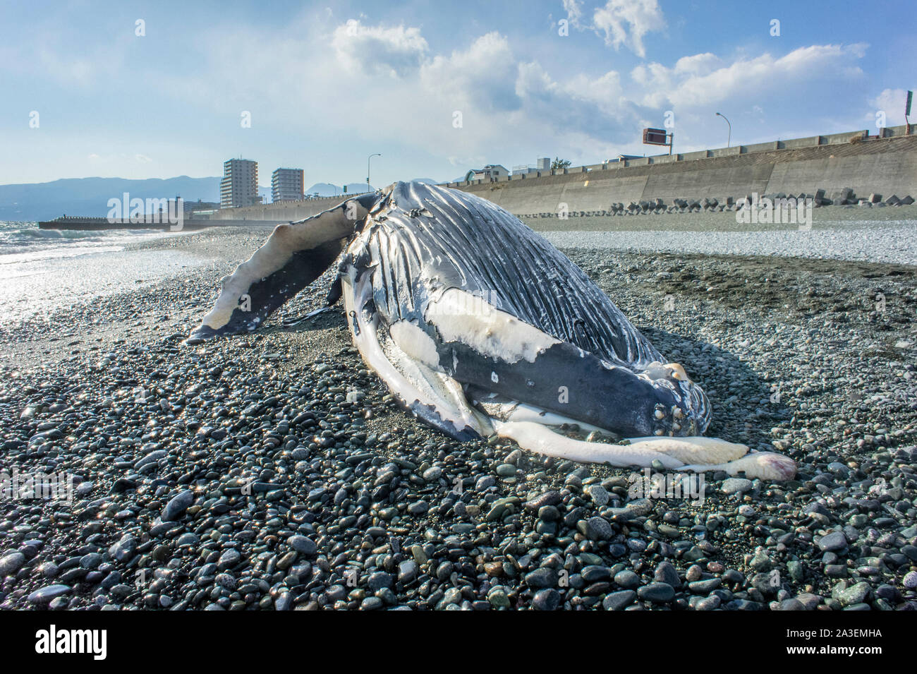 Humpback Whale, Megaptera novaeangliae, Chichi-jima, Bonin Isole Isole Ogasawara, patrimonio mondiale naturale, Tokyo, Giappone, Oceano Pacifico Foto Stock
