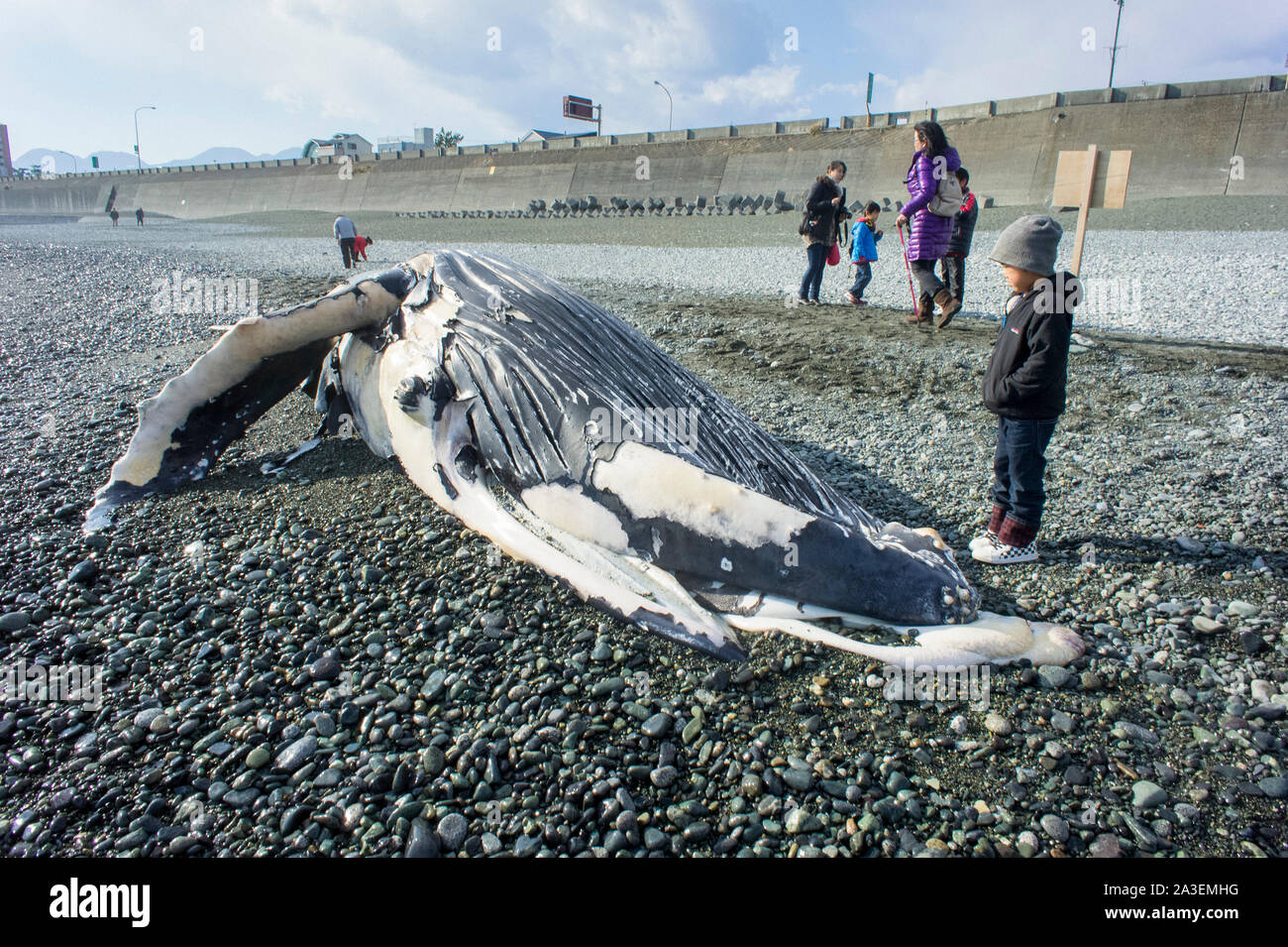 Humpback Whale, Megaptera novaeangliae, Chichi-jima, Bonin Isole Isole Ogasawara, patrimonio mondiale naturale, Tokyo, Giappone, Oceano Pacifico Foto Stock