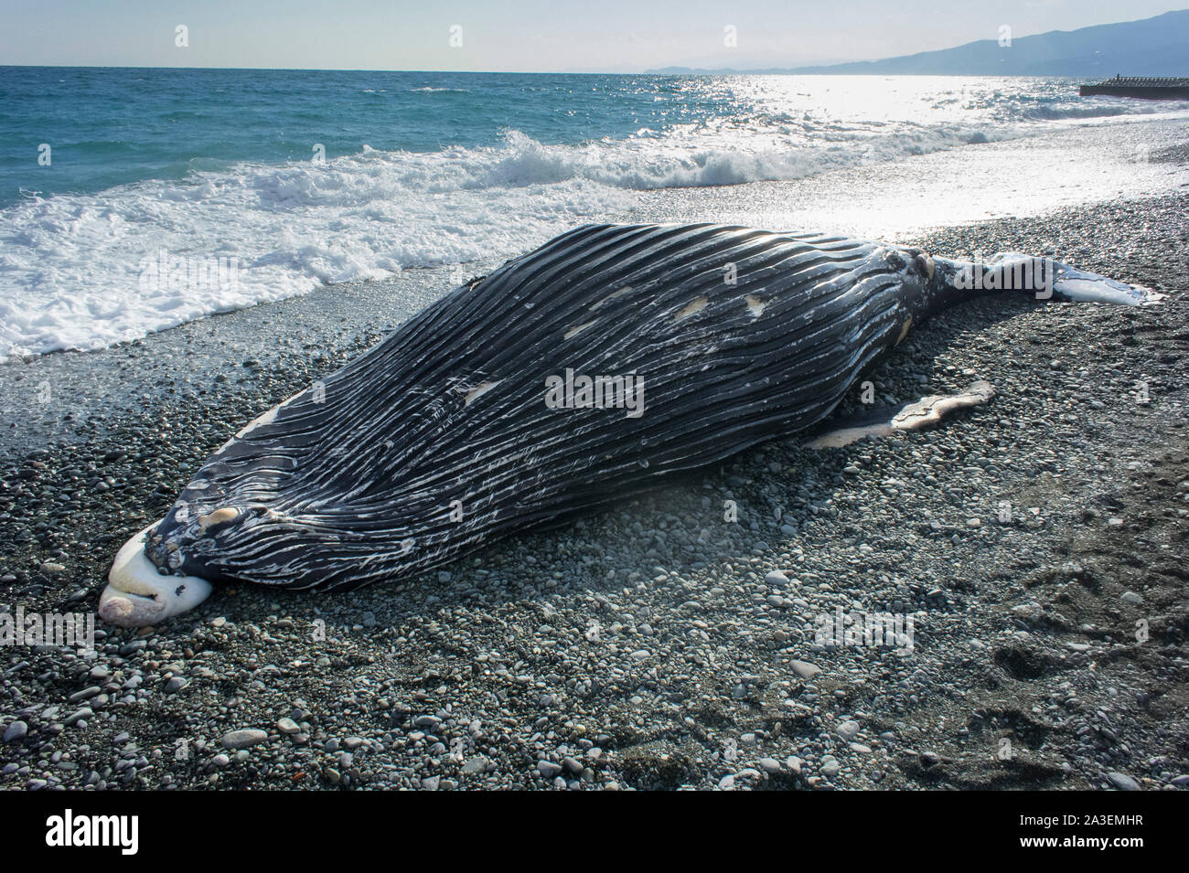 Humpback Whale, Megaptera novaeangliae, Chichi-jima, Bonin Isole Isole Ogasawara, patrimonio mondiale naturale, Tokyo, Giappone, Oceano Pacifico Foto Stock