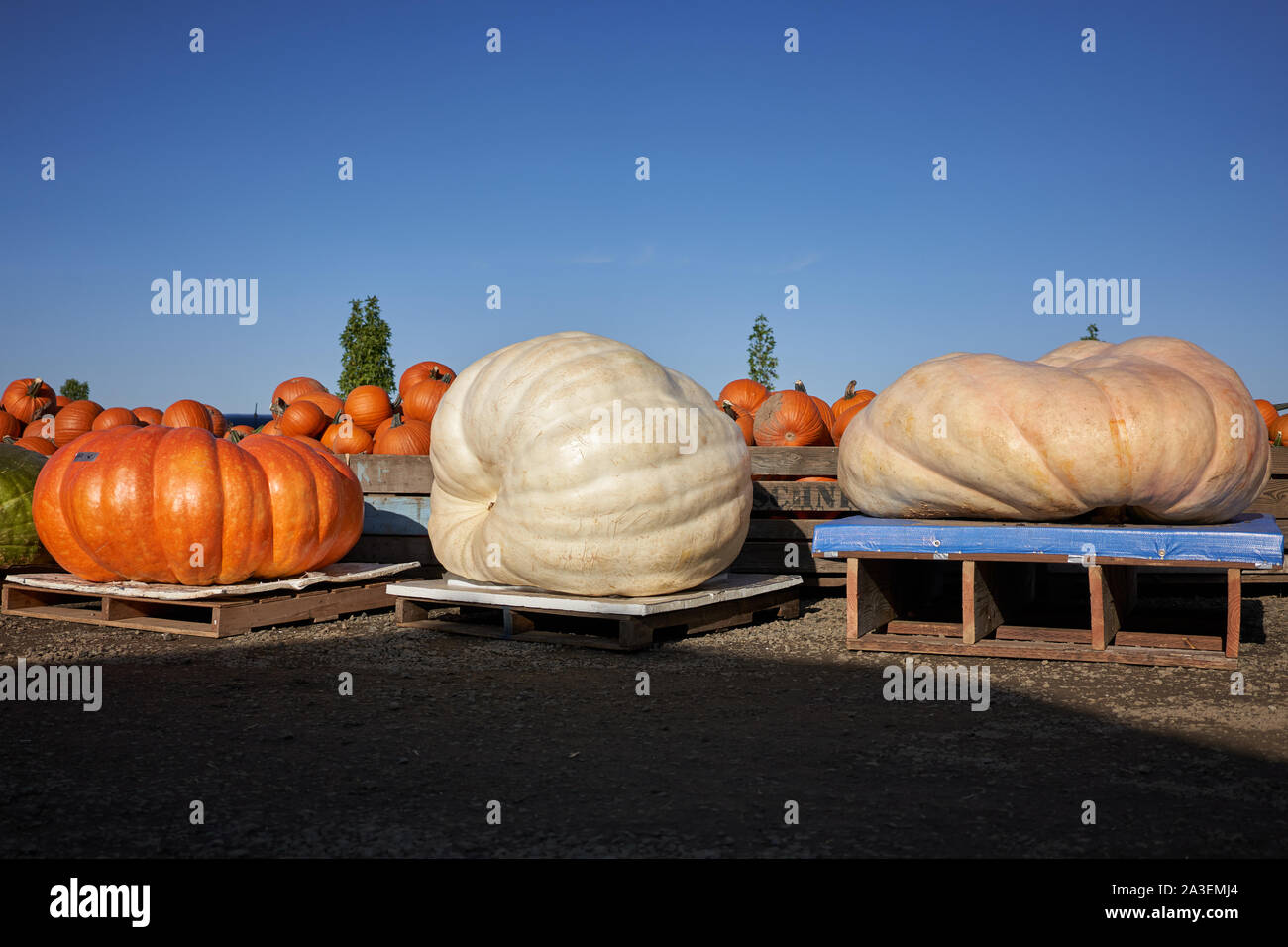 Le zucche giganti sono visibili in esposizione nella Bauman's Farm di Gervais, Oregon, sabato 5 ottobre 2019. Foto Stock
