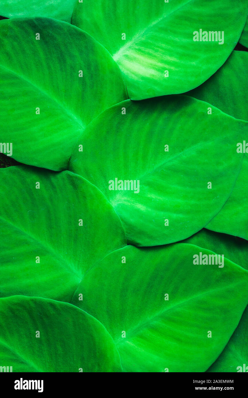 Texture verde della pianta tropicale che cresce su parete. Una giungla tropicale pattern Foto Stock