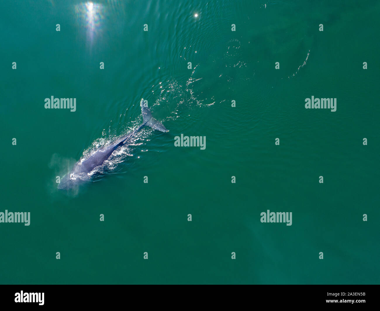 Stati Uniti d'America, Alaska, vista aerea di Humpback Whale (Megaptera novaeangliae) nuoto in corrispondenza della superficie di Federico suono sul pomeriggio estivo Foto Stock