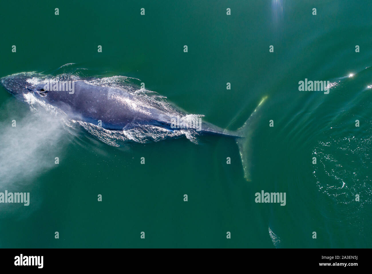 Stati Uniti d'America, Alaska, vista aerea di Humpback Whale (Megaptera novaeangliae) nuoto in corrispondenza della superficie di Federico suono sul pomeriggio estivo Foto Stock