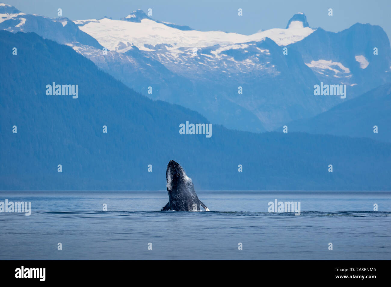 Stati Uniti d'America, Alaska, Humpback Whale (Megaptera novaeangliae) balzi in avanti mentre la testina sbatte in Frederick Sound vicino Kupreanof Island Foto Stock