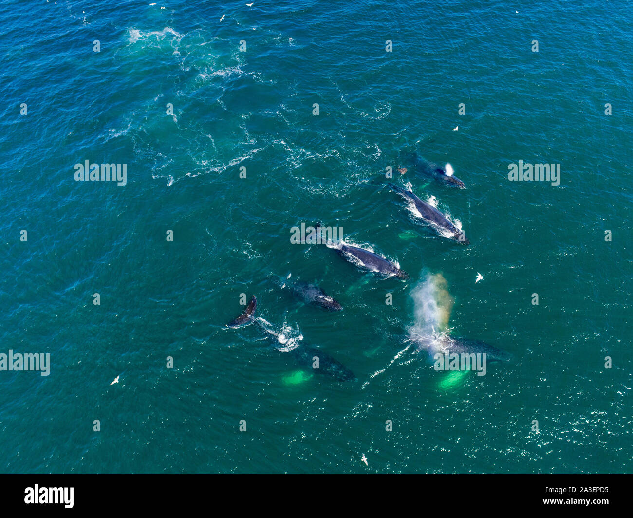 Stati Uniti d'America, Alaska, vista aerea di Balene Humpback (Megaptera novaeangliae) nuoto insieme in corrispondenza di una superficie di Federico audio durante la bolla alimentazione rete su herri Foto Stock