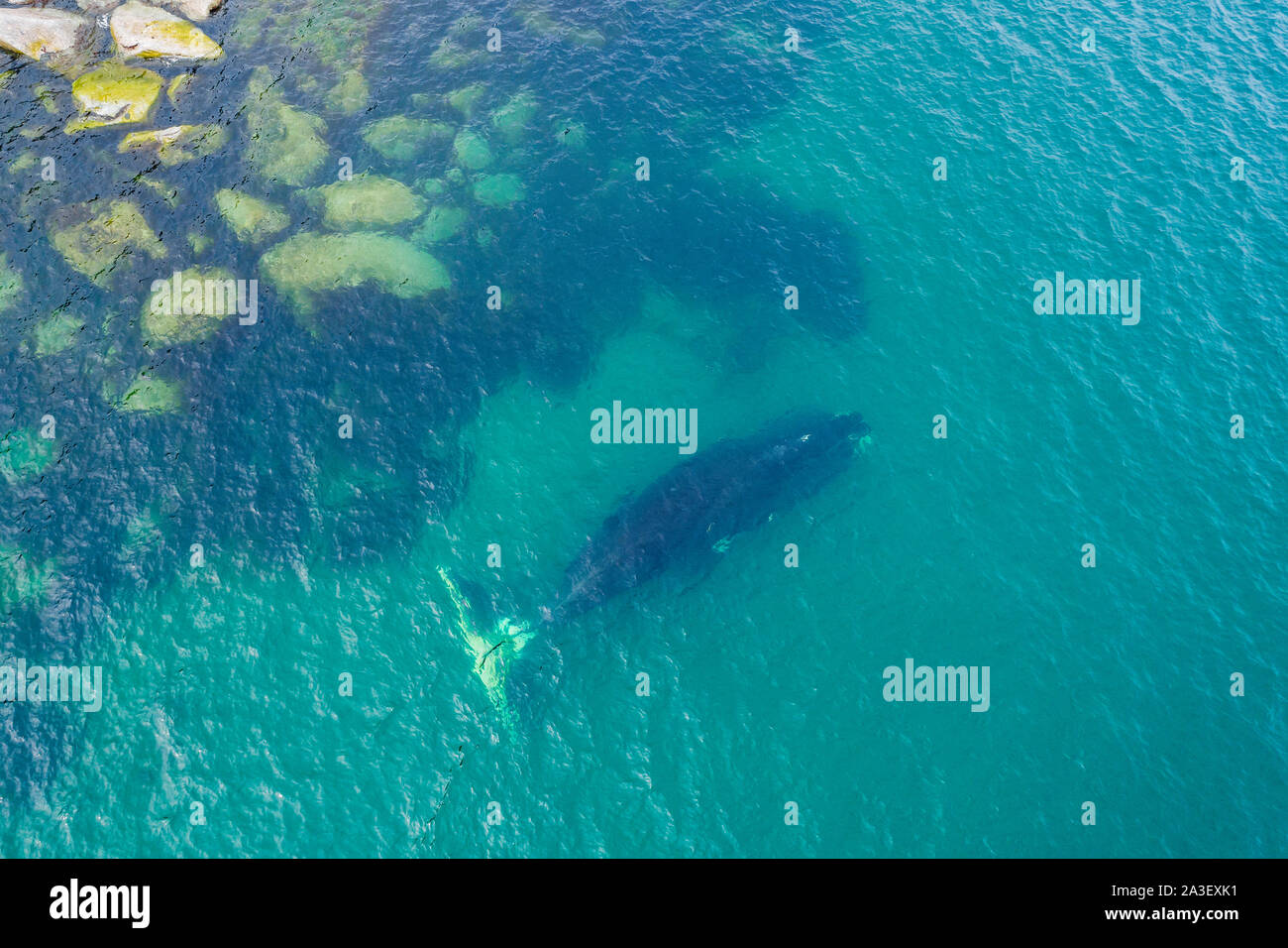 Vista aerea di una balena bowhead, Balaena mysticetus, Mare di Ohotsk, Russia orientale. Foto Stock