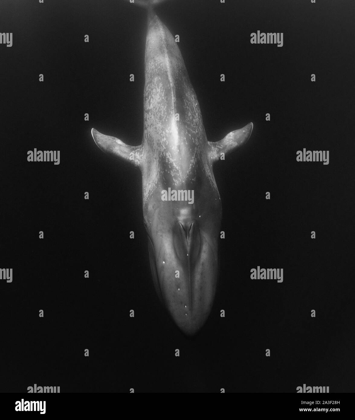 Balena Blu, Balaenoptera musculus, vista subacquea, specie in via di estinzione, Oceano Atlantico, le Azzorre. Foto Stock