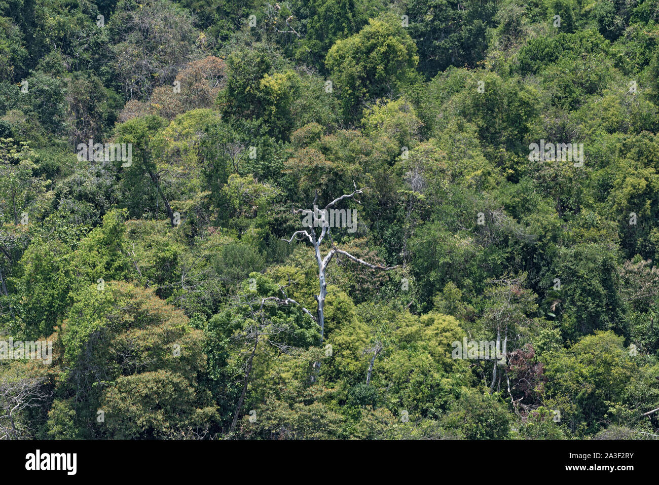 La foresta pluviale tropicale sull'isola di Cebaco Panama Foto Stock
