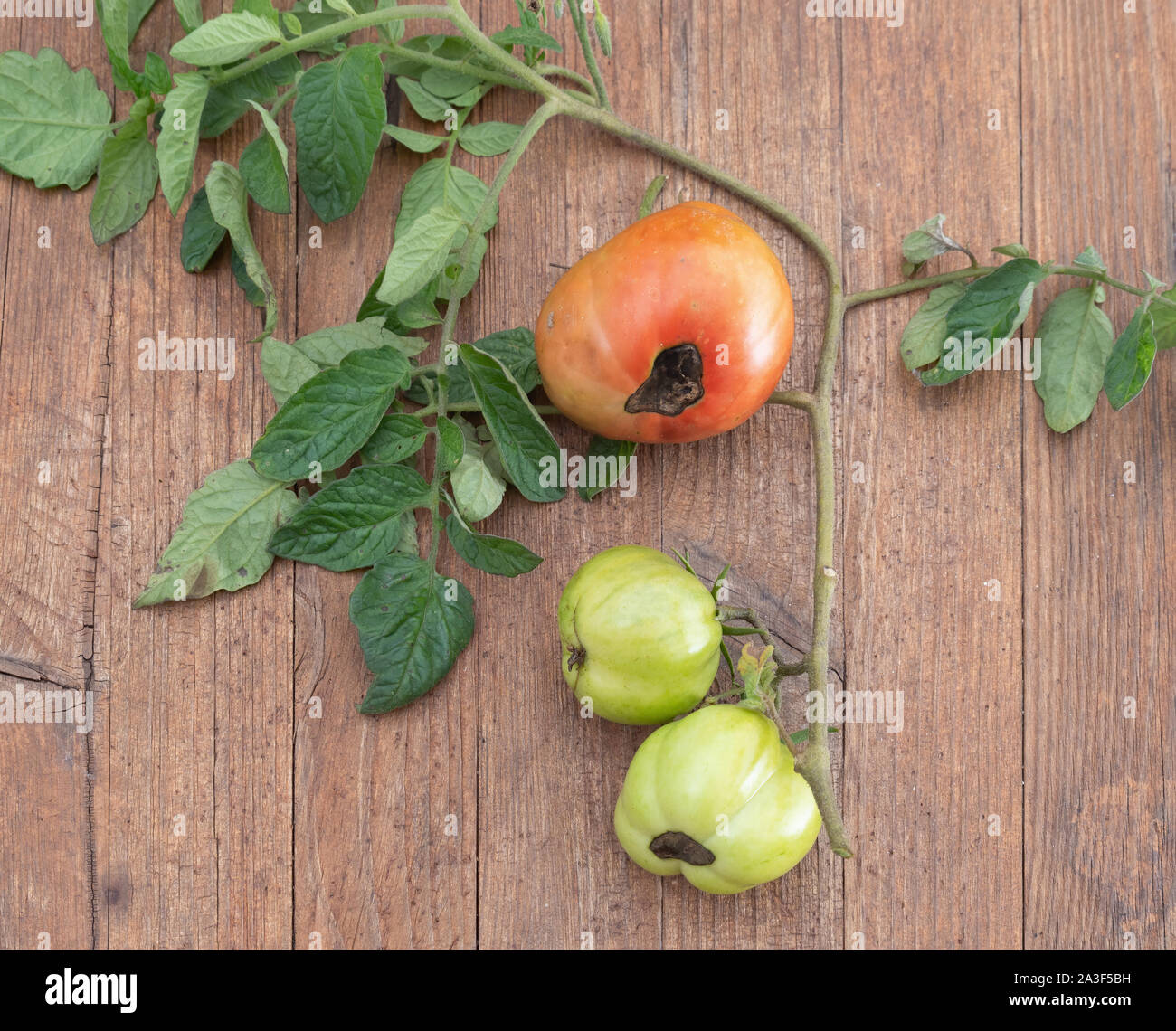 Pomodori con fiore fine rot. Sul banco di legno. Foto Stock