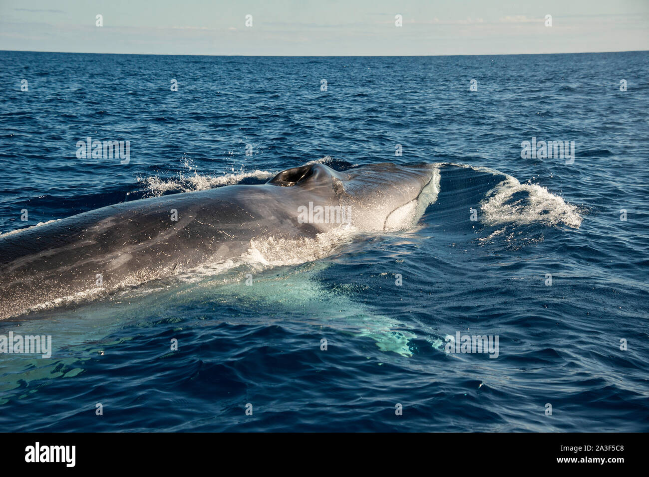 La balenottera, Balaenoptera physalus, specie vulnerabili Foto Stock