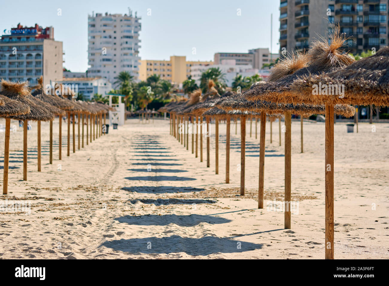 Ombrelloni di paglia in una fila sulla spiaggia di sabbia di Palma Nova distretto di Maiorca località turistica, isole Baleari, Spagna Foto Stock