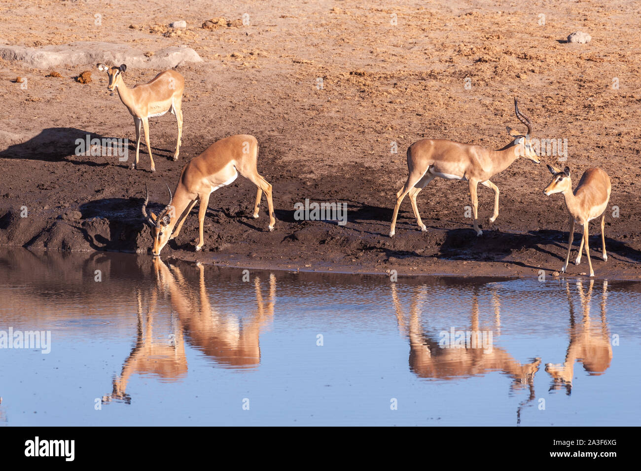 Un gruppo di impala -Aepyceros melampus- bere da un fiume nel Parco Nazionale Etosha, Namibia. Foto Stock