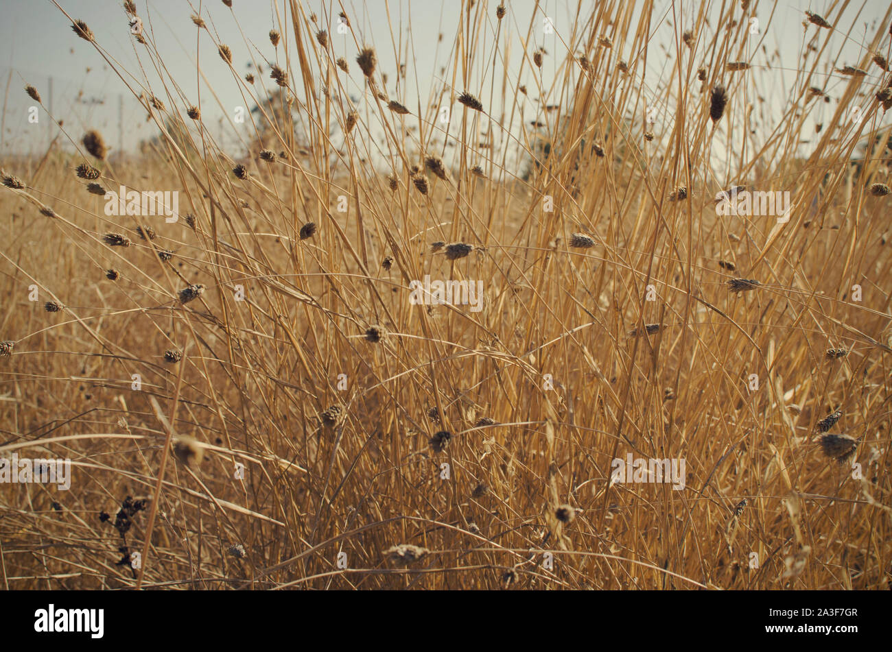 Boccola di erba secca in Infanta Elena Park, Siviglia, Spagna. Messa a fuoco selettiva Foto Stock